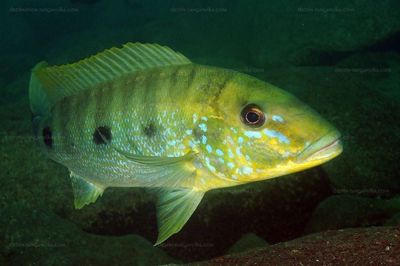 Boulengerochromis microlepis 'Kala Island'